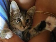 Найден котёнок на Шарташе 16 октября на Шарташе ( в райлне ул. Искровцев) найден полосатый котёнок (девочка), в коричневом ошейнике, возраст 2-3 месяц, Екатеринбург - Найденные