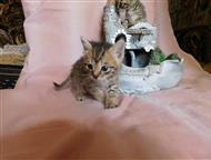Каменск-Уральский: Отдам котят в хорошие руки Милые котята мальчик и девочка родились 15 марта 2019 года ждут своих хозяев, чтобы подарить им свою любовь и радость. Котя