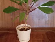 ����� � ��������� ������� ������������� ��� ��������� ������ - ����������� � �����, ���� ������ ������ � �������� (�� ��������). ����� ��� ������ ����, ������� - ����� � ��������� - ������