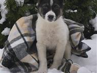 ������: ���� ������������� �������� ���� ���, #������ , ������ � ������� ������  �� �����-������� ����� �����, � ������ ��� �������� ���, �� �������� ����� ��