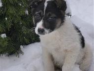 ������: ���� ������������� �������� ���� ���, #������ , ������ � ������� ������  �� �����-������� ����� �����, � ������ ��� �������� ���, �� �������� ����� ��