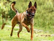 ������: ��������� ����� ���� ���, ���������� ������ 2 ����. ������, ������, �����������. ����� ������� �������, ������� � ������.   �������������� � ������� �