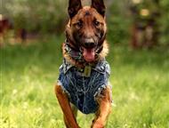 ������: ��������� ����� ���� ���, ���������� ������ 2 ����. ������, ������, �����������. ����� ������� �������, ������� � ������.   �������������� � ������� �