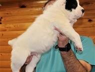 �����-���������: ��������������� ������� ����� ��� ������� � ���������� ������� ������������ �������� ����� ������ 02. 12. 2025 �.   �� �������� ������� ���������.   �