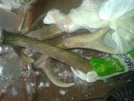 �������: ���� ����� ��������� ���� �����. � ������� ����� 10��. �� ����, �� �������������. ���� ������� �� ��. �������� � ����������� �������. �������� ������ 